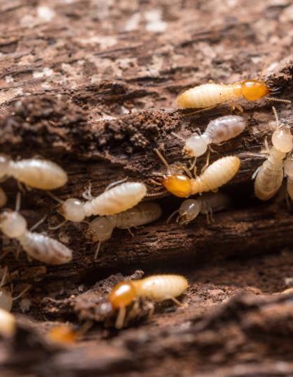 Photo illustrant le diagnostic termites d'un bien immobilier